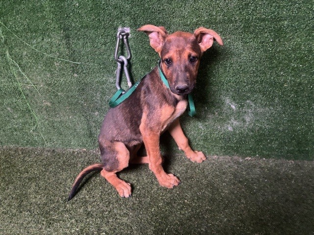 Bridget, a German Shepherd, available for adoption