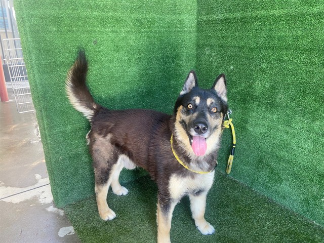 Cassius, a German Shepherd, available for adoption