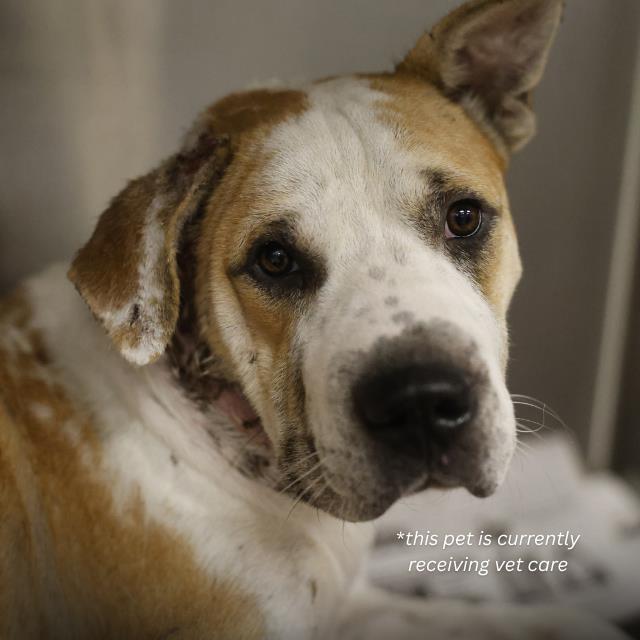 Champion, a American Staffordshire Terrier (mix breed), available for adoption