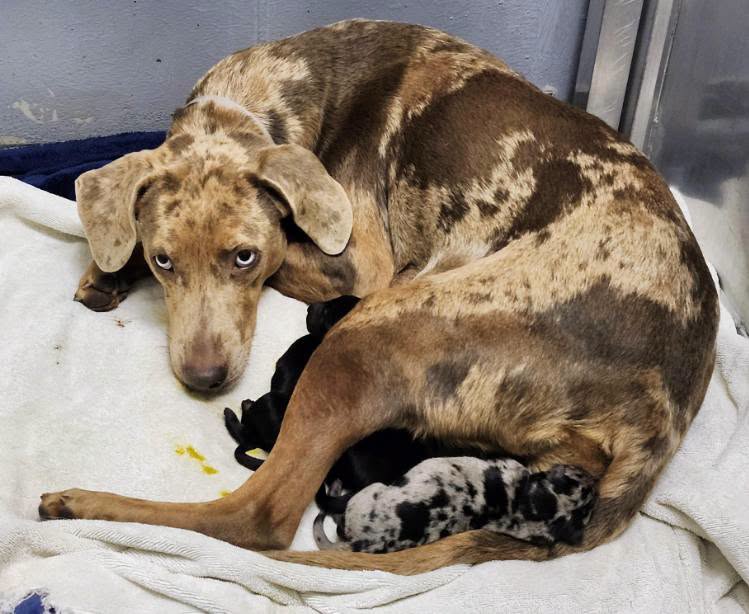 Marla + Puppies, a Catahoula Leopard Dog, available for adoption
