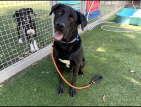 Mookie, a Labrador Retriever, available for adoption
