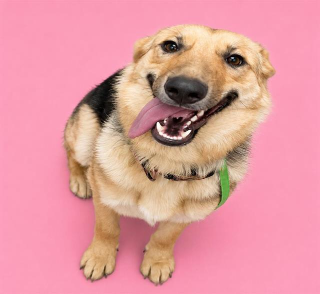Christina, a German Shepherd (mix breed), available for adoption