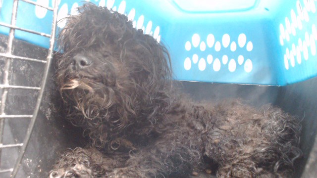 A5797903, a Terrier, available for adoption