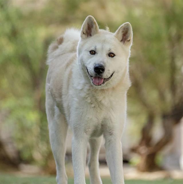 Lexi, a Akita, available for adoption