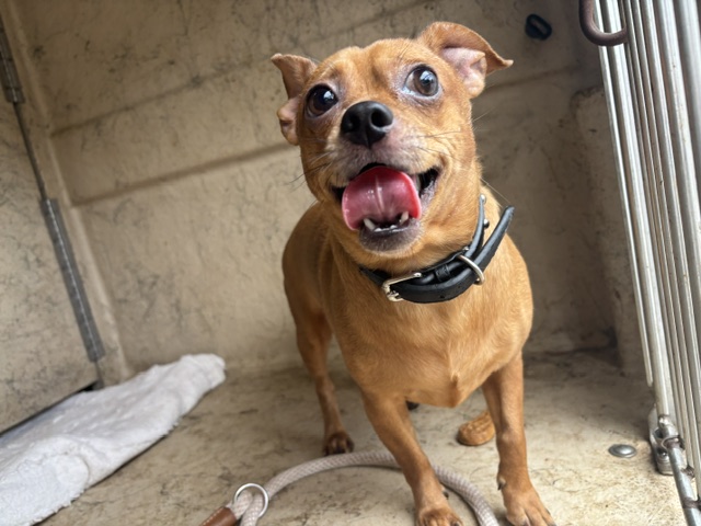 Tank, a Chihuahua (mix breed), available for adoption