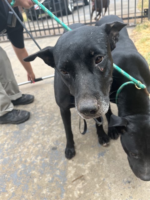 A480039, a Pit Bull Terrier (mix breed), available for adoption