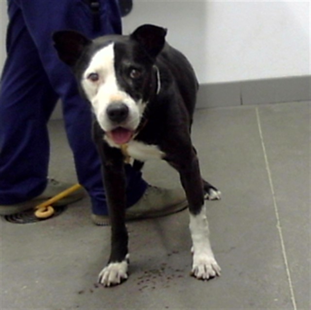 Name Unknown, a Pit Bull Terrier (mix breed), available for adoption