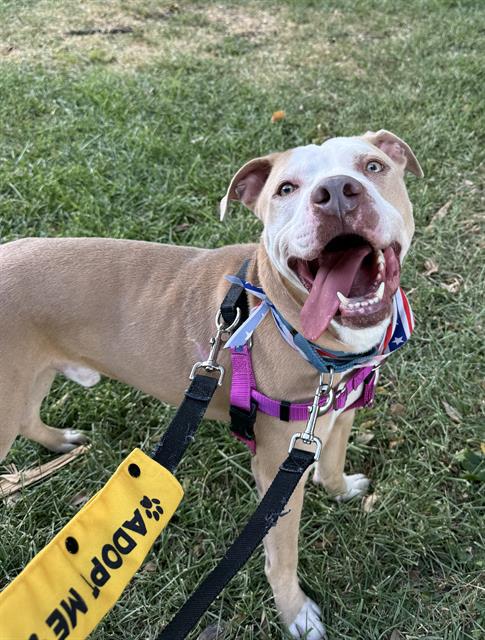 Ford, a American Staffordshire Terrier (mix breed), available for adoption