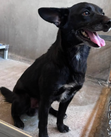 Timmy, a Chihuahua (mix breed), available for adoption