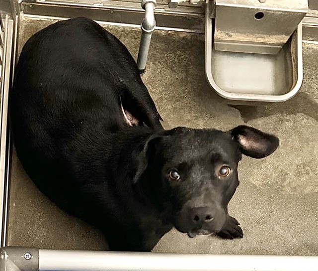 Sabrina, a Pit Bull Terrier (mix breed), available for adoption