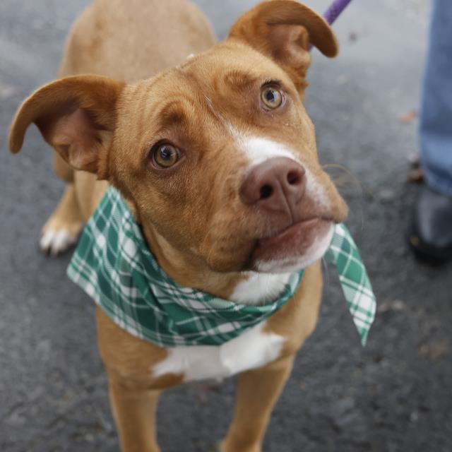 Honey, a American Staffordshire Terrier, available for adoption