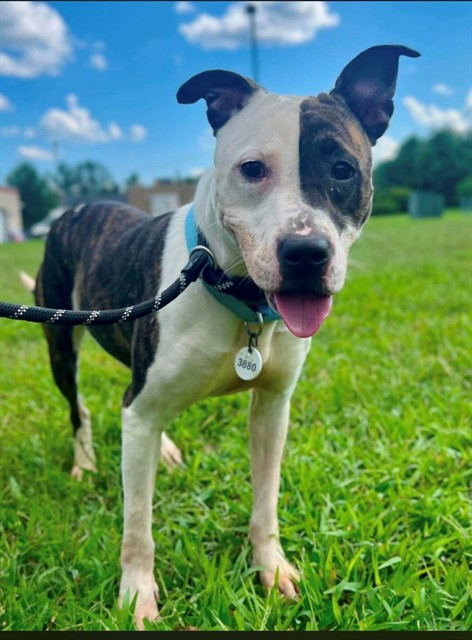 Joy, a Pit Bull Terrier (mix breed), available for adoption