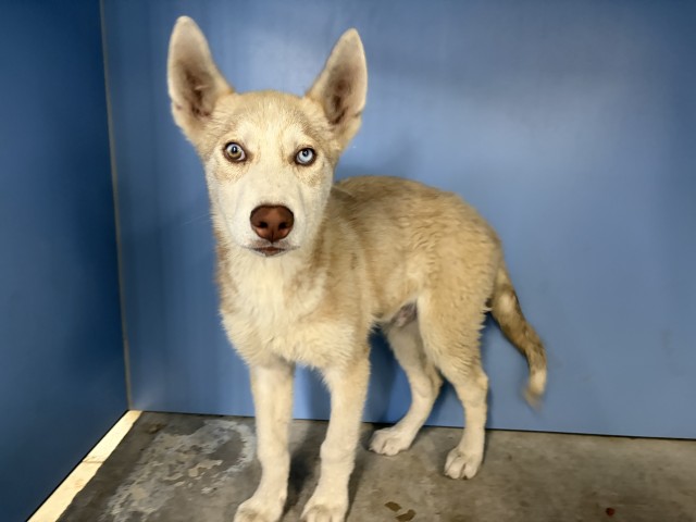Elija, a Siberian Husky, available for adoption