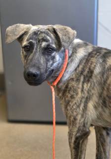 Howard, a Shepherd (mix breed), available for adoption
