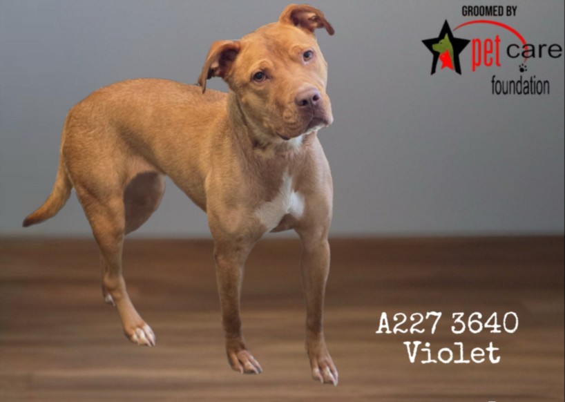 Violet, a American Staffordshire Terrier (mix breed), available for adoption