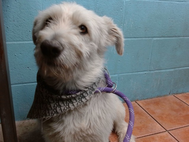 Donkey, a Terrier, available for adoption