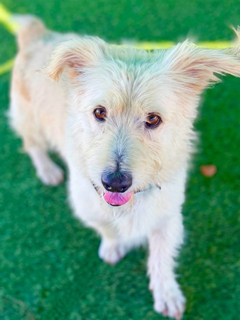 Donkey, a Terrier, available for adoption