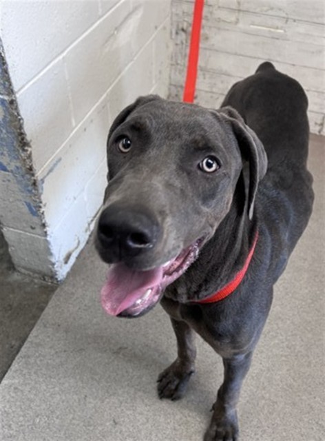 Mia, a Doberman Pinscher (mix breed), available for adoption