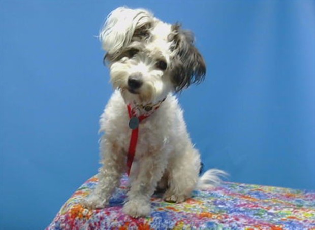 Nova, a Maltese, available for adoption