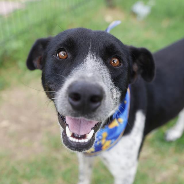 Sterling, a Pointer (mix breed), available for adoption