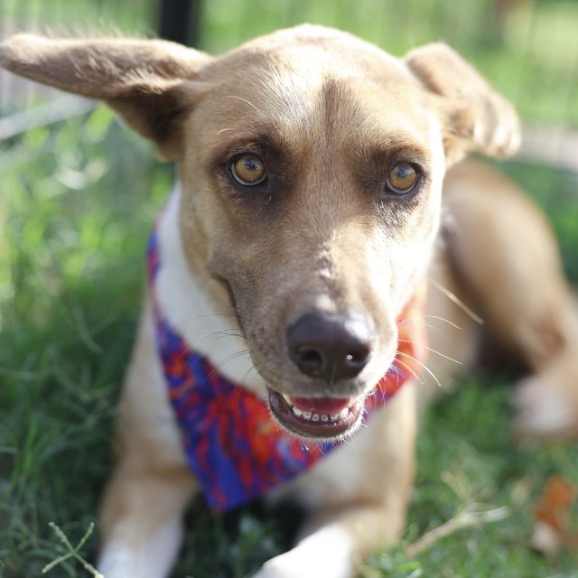 Neria, a Shepherd (mix breed), available for adoption