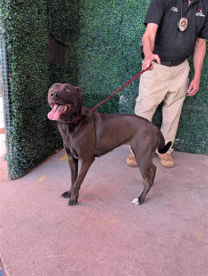 Pedro, a Labrador Retriever (mix breed), available for adoption