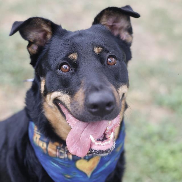 Sadie, a Beauceron (mix breed), available for adoption