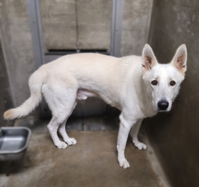 Mochi, a German Shepherd, available for adoption