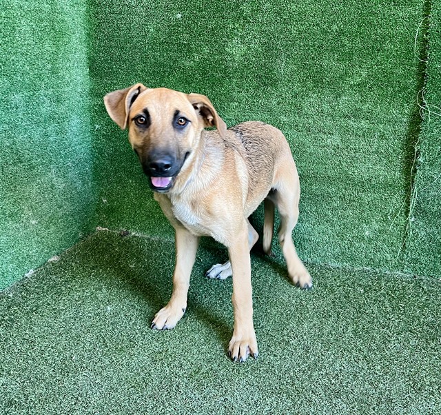 Adriana, a German Shepherd, available for adoption