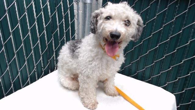 A5801762, a Poodle, available for adoption