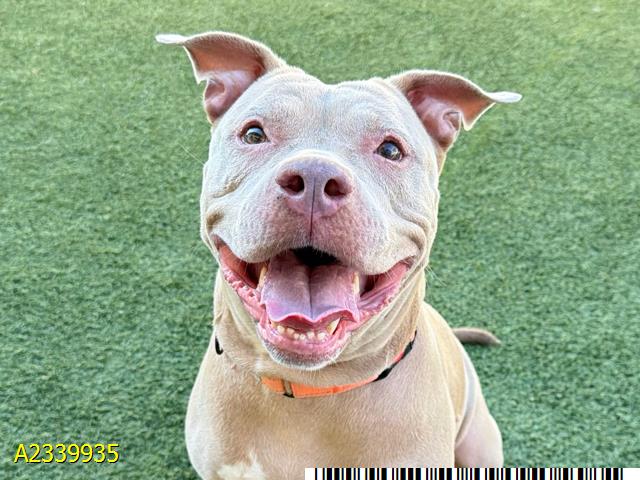 Windor, a Pit Bull Terrier (mix breed), available for adoption