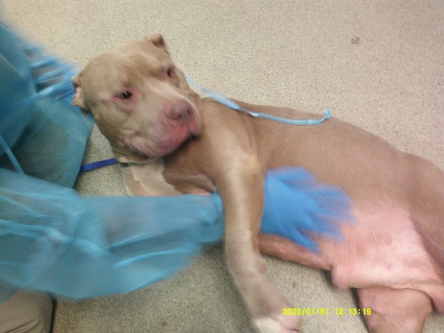 Boeu, a Pit Bull Terrier, available for adoption