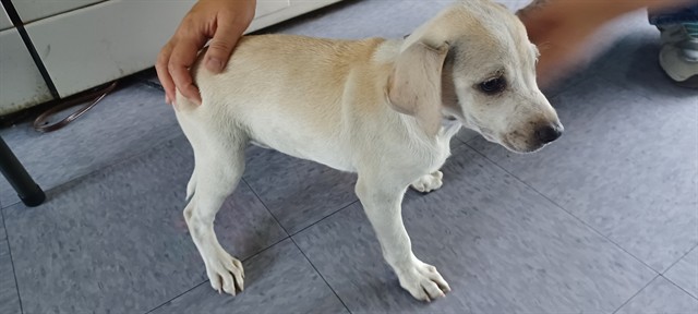 A5801687, a Chihuahua, available for adoption