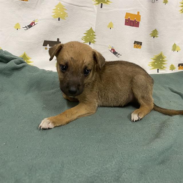 A614378, a German Shepherd, available for adoption