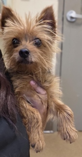 Tostada, a Yorkshire Terrier Yorkie, available for adoption