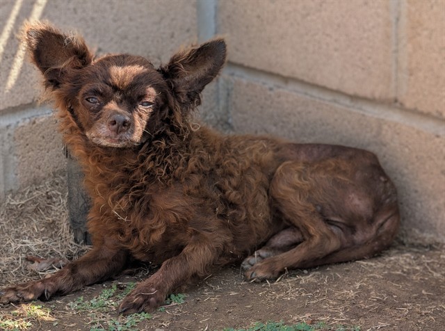 A5802799, a Chihuahua, available for adoption