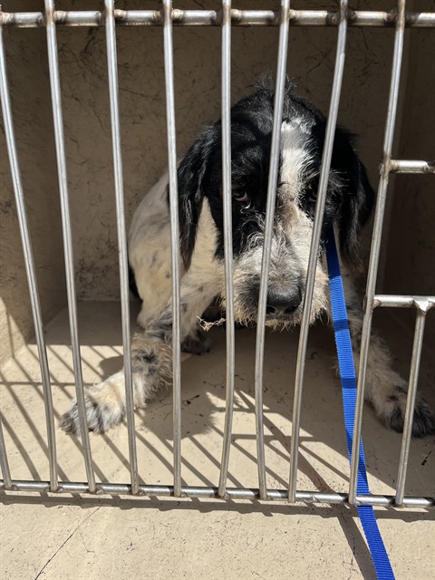 Pinky, a Standard Poodle (mix breed), available for adoption