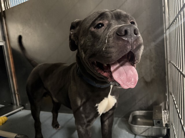 Oso, a Pit Bull Terrier, available for adoption