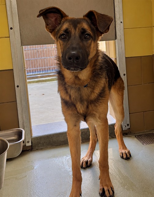 Devin, a German Shepherd, available for adoption