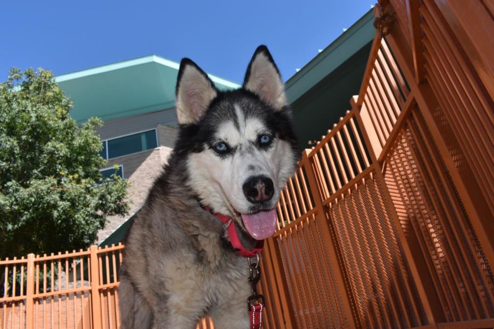 Cleo, a Siberian Husky, available for adoption
