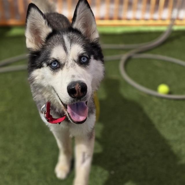 Cleo, a Siberian Husky, available for adoption