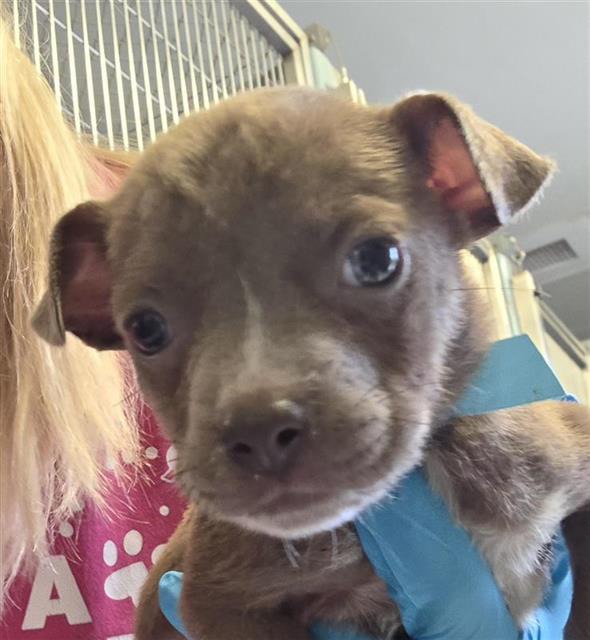 Curly, a American Staffordshire Terrier (mix breed), available for adoption