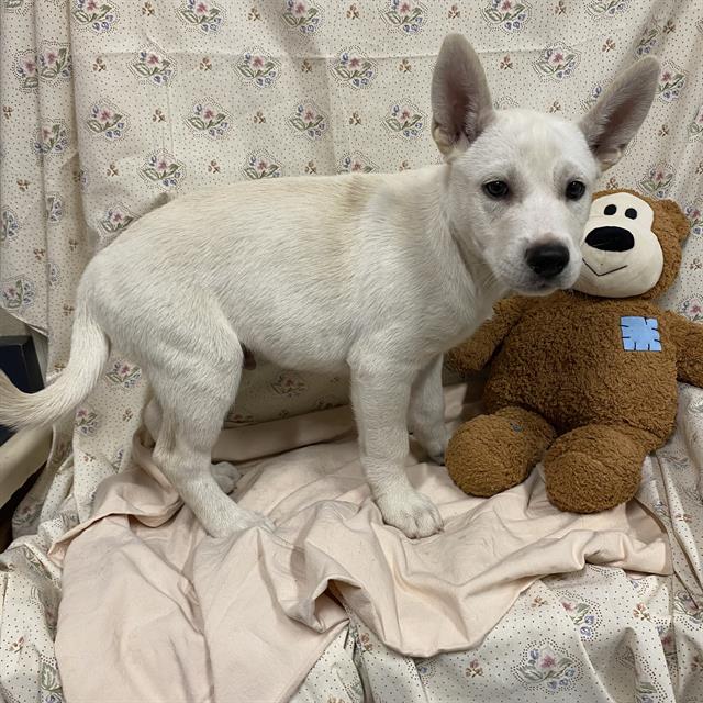 Chowder, a Siberian Husky, available for adoption