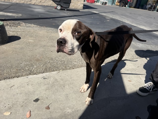 Chappie, a Pit Bull Terrier, available for adoption