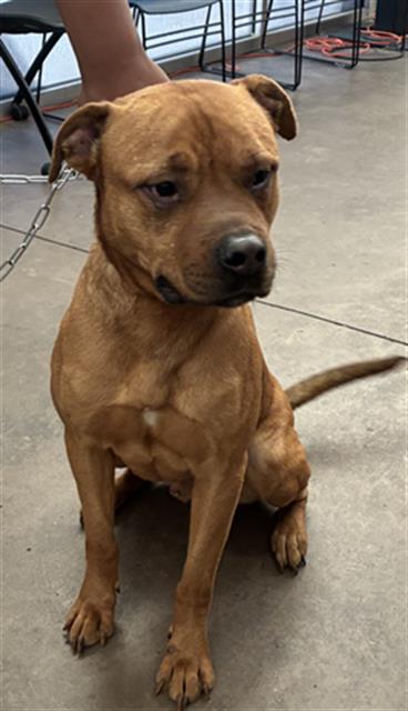 Bruno, a Pit Bull Terrier (mix breed), available for adoption
