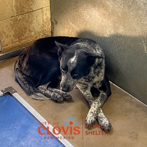 Bindi, a Cattle Dog (mix breed), available for adoption