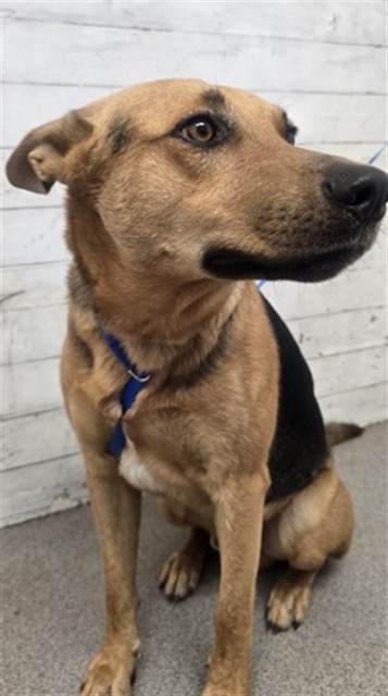 Birch, a German Shepherd, available for adoption