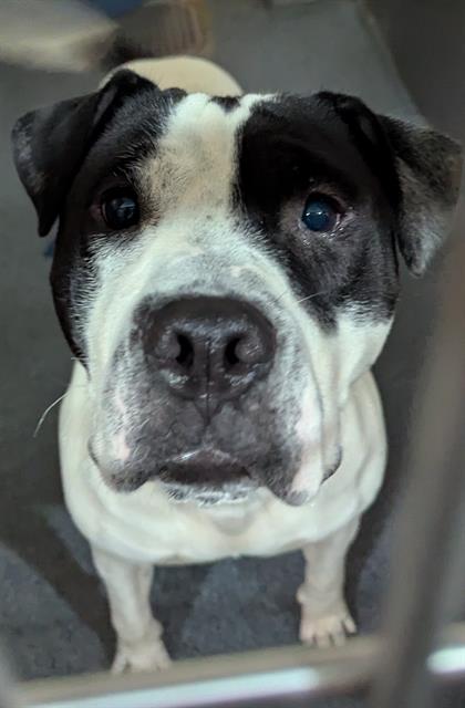 Cali, a Pit Bull Terrier (mix breed), available for adoption
