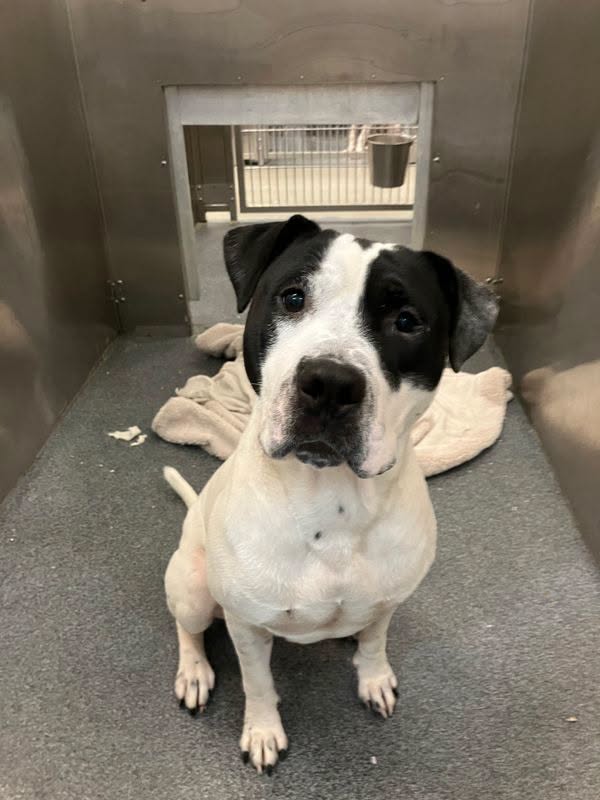 Cali, a Pit Bull Terrier (mix breed), available for adoption