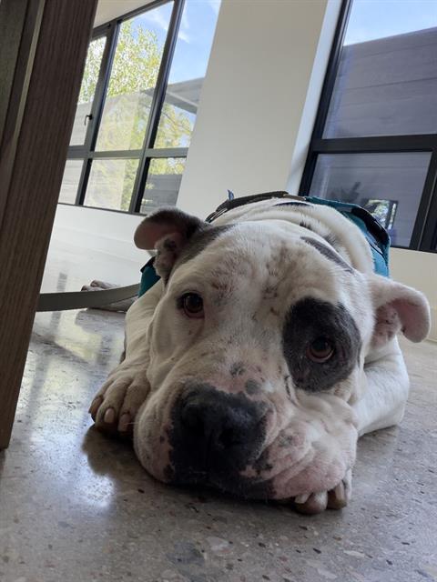 Blue, a Pit Bull Terrier (mix breed), available for adoption
